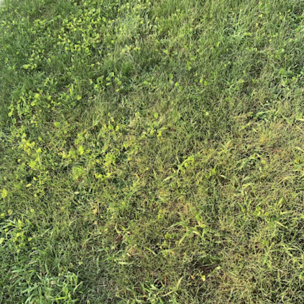 EcoTurf Lawn Care - a picture of a lawn - Lawn Services Near Me - Sterling Heights, Michigan
