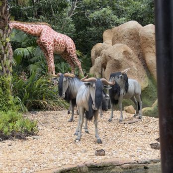 Jungle Cruise Tours - Horses with horns and horses with beards - Amusement Parks Near Me - Orlando, Florida Jungle Cruise Tours - Horses with horns and horses with beards - Amusement Parks Near Me - Orlando, Florida