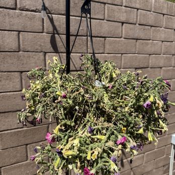 Desert Horizon Nursery - Flower photos - Nurseries & Gardening Near Me - Queen Creek, Arizona Desert Horizon Nursery - Flower photos - Nurseries & Gardening Near Me - Queen Creek, Arizona