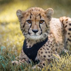 McCarthy's Wildlife Sanctuary - Duma the Cheetah