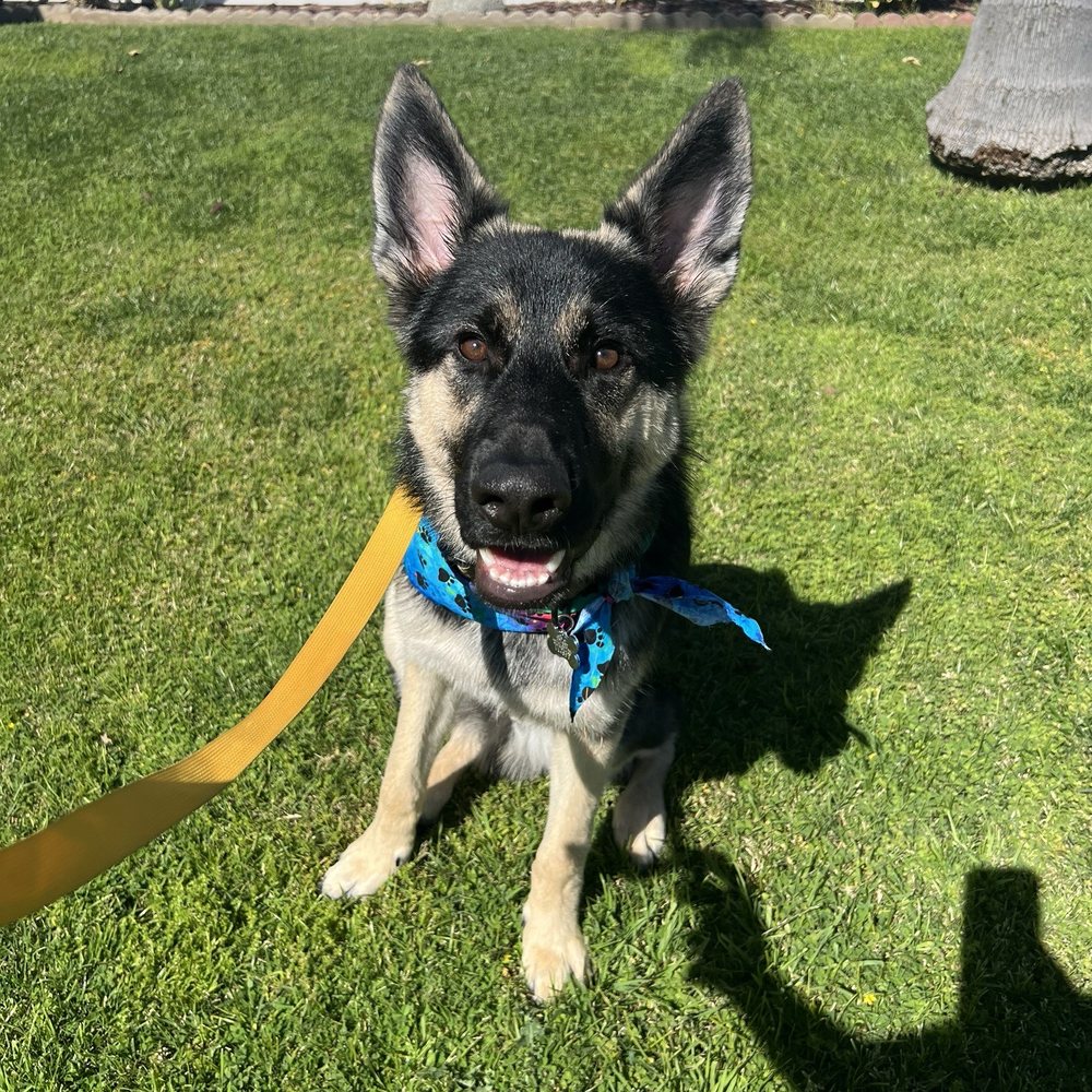 Good Fluffin’ Grooming - Pet Groomers Near Me - Riverside, California Good Fluffin’ Grooming - Pet Groomers Near Me - Riverside, California
