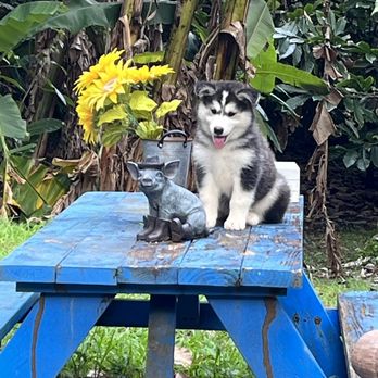 21 Degrees Estate - Doggie available for adoption. How I wish I could've snatched her up! - Tours Near Me - Kaneohe, Hawaii 21 Degrees Estate - Doggie available for adoption. How I wish I could've snatched her up! - Tours Near Me - Kaneohe, Hawaii