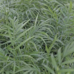 Esbenshade's Garden Centers & Greenhouse