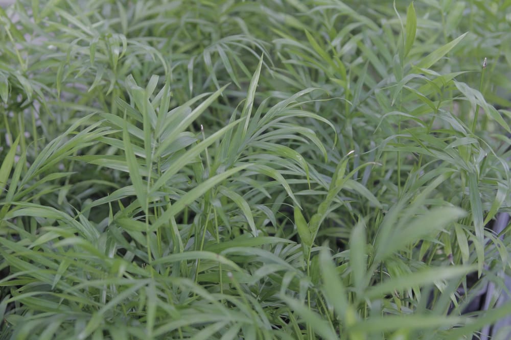 ESBENSHADE’S GARDEN CENTERS & GREENHOUSE Updated October 2024 11