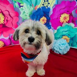 Pompano Pet Lodge - One of Pompano Pet Lodge's photo shoots!