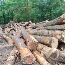 Troyer's Timber Harvesting