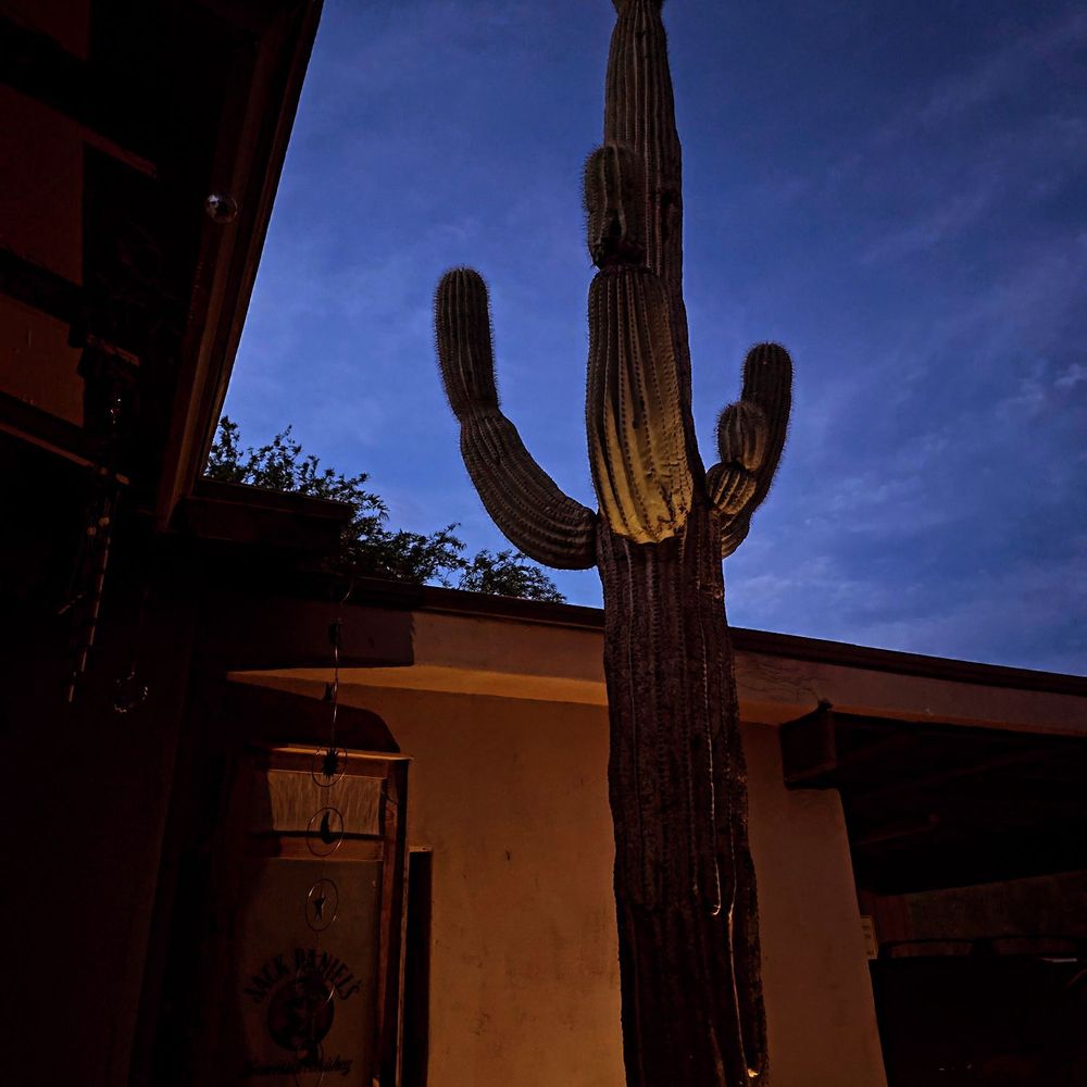 All About Trees - tree service in Gilbert, AZ