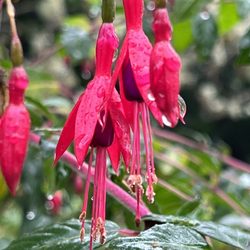 Connie Hansen Garden Conservancy - Upright fuchsia.