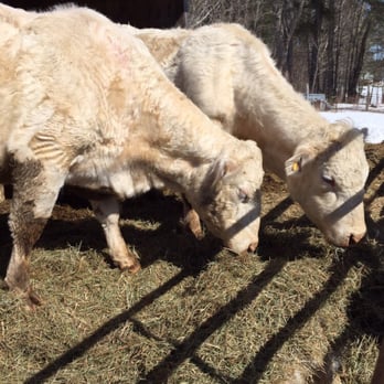 Cooper's Farm - Horse Boarding Near Me - Windham, Maine