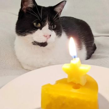 Nomy Nomy Pet Bakery - Cheesecake (made with organ meat, safe for dogs and cats) - Pet Stores Near Me Nomy Nomy Pet Bakery - Cheesecake (made with organ meat, safe for dogs and cats) - Pet Stores Near Me