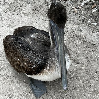 Seaside Seabird Sanctuary - This big guy was just walking around along the path - Animal Shelters Near Me - Indian Shores, Florida Seaside Seabird Sanctuary - This big guy was just walking around along the path - Animal Shelters Near Me - Indian Shores, Florida