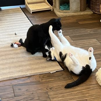 Catty Corner Cafe - Pet Adoption Near Me - Leesburg, Virginia
