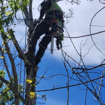 Stress Free Tree Care - Tree Services Near Me - Reno, Nevada Stress Free Tree Care - Tree Services Near Me - Reno, Nevada