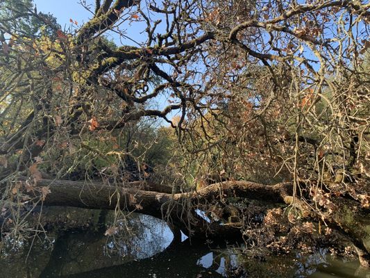 Laguna de Santa Rosa Trail by null