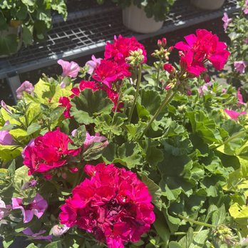Dearborn Market - Grocery Near Me - Holmdel, New Jersey