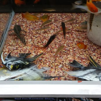 Walmart Supercenter - Dead angelfish, fish skeleton, all were being nibbled on but my phone scared them off. - Department Stores Near Me - Boerne, Texas Walmart Supercenter - Dead angelfish, fish skeleton, all were being nibbled on but my phone scared them off. - Department Stores Near Me - Boerne, Texas