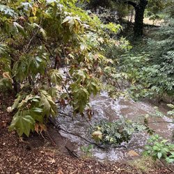 UCLA Lab School - A real live creek and a sycamore / oak /redwood forest on campus