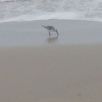 Cape Henlopen State Park - Parks Near Me - Lewes, Delaware Cape Henlopen State Park - Parks Near Me - Lewes, Delaware