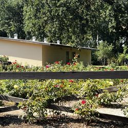 Micke Grove Park - Roses