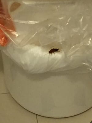 Glasgow Arms Hotel by null