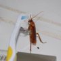 Photo of Burks Pest Control