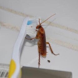 Burks Pest Control