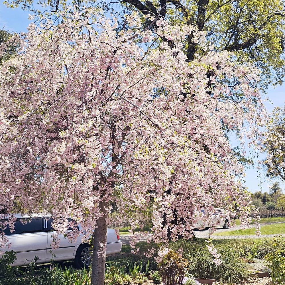 Cantiga Wineworks - This Weeping Cherry Tree is everything - Wineries Near Me - Somerset, California Cantiga Wineworks - This Weeping Cherry Tree is everything - Wineries Near Me - Somerset, California