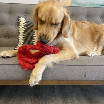 The Healthy Spot - a dog chewing on a red rope - Juice Bars & Smoothies Near Me - Fuquay Varina, North Carolina The Healthy Spot - a dog chewing on a red rope - Juice Bars & Smoothies Near Me - Fuquay Varina, North Carolina