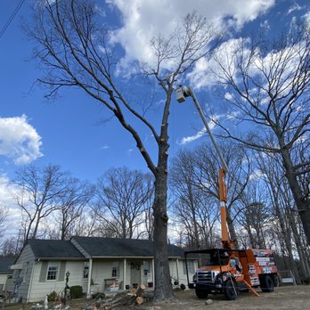 Kinum Tree & Stump - Tree Services Near Me