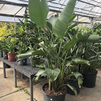 Telly's Greenhouse - Nurseries & Gardening Near Me - Troy, Michigan Telly's Greenhouse - Nurseries & Gardening Near Me - Troy, Michigan