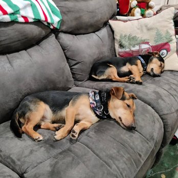 Trupanion - And here they finally sleep! - Pet Insurance Near Me - Seattle, Washington