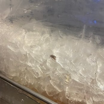 Dunkin' - Bugs in Cold Brew Coffee - Donuts Near Me - Islip Terrace, New York Dunkin' - Bugs in Cold Brew Coffee - Donuts Near Me - Islip Terrace, New York