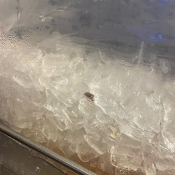 Dunkin' - Bugs in Cold Brew Coffee