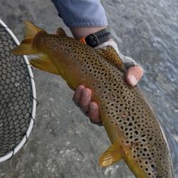 Anderson & Platt Outfitters