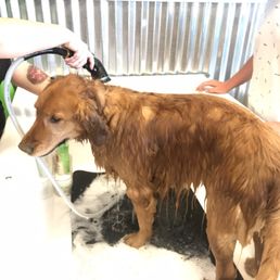 Drifter getting freshened up! Drifter getting freshened up!