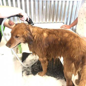 Shadow's Paw Wash - Drifter getting freshened up! - Pet Groomers Near Me - Meridian, Idaho Shadow's Paw Wash - Drifter getting freshened up! - Pet Groomers Near Me - Meridian, Idaho