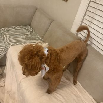 Pup Spa - Pet Groomers Near Me