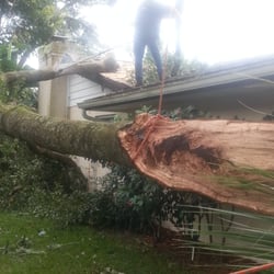 Bam Tree Service - Removing major failed limbs off roof to prep for removal. Tight quarters. No room for a crane.