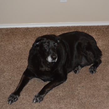 Service Depot - When your pet has an accident, trust Service Depot to remove pet stains and pet odors from your carpet. - Carpet Cleaning Near Me Service Depot - When your pet has an accident, trust Service Depot to remove pet stains and pet odors from your carpet. - Carpet Cleaning Near Me