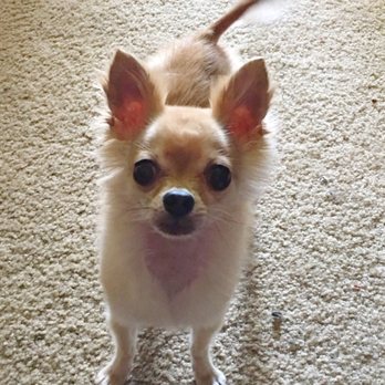Moondoggies Pet Spa - Toby Dean is so happy after his grooming!! - Pet Groomers Near Me - Riverside, California Moondoggies Pet Spa - Toby Dean is so happy after his grooming!! - Pet Groomers Near Me - Riverside, California