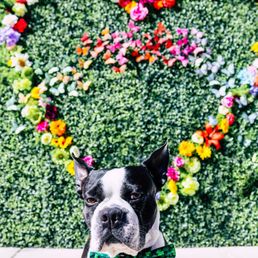 Flower wall