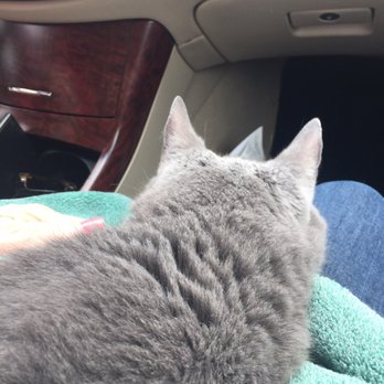 Amarillo Small Animal Emergency Clinic - Happy kitty going home - Veterinarians Near Me - Amarillo, Texas