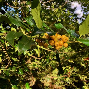 Hoyt Arboretum - Yellow curry holly - Botanical Gardens Near Me - Portland, Oregon