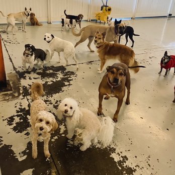 We Dog Care - Pet Sitting Near Me - San Jose, California We Dog Care - Pet Sitting Near Me - San Jose, California