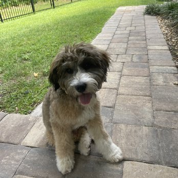 Unleash Fido - Woody the Australian Mountain Doodle puppy. - Pet Training Near Me - Jacksonville, Florida Unleash Fido - Woody the Australian Mountain Doodle puppy. - Pet Training Near Me - Jacksonville, Florida