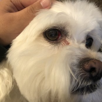 Meadows Pet Care - His bloody eye - Pet Groomers Near Me - San Marcos, California Meadows Pet Care - His bloody eye - Pet Groomers Near Me - San Marcos, California