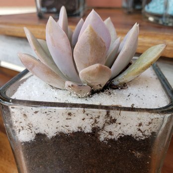 Indigenous Marketplace - Succulent Plant Workshop. Sign up for emails and follow social.media pages to stay connected for upcoming events! - Accessories Near Me - Valley Center, California Indigenous Marketplace - Succulent Plant Workshop. Sign up for emails and follow social.media pages to stay connected for upcoming events! - Accessories Near Me - Valley Center, California