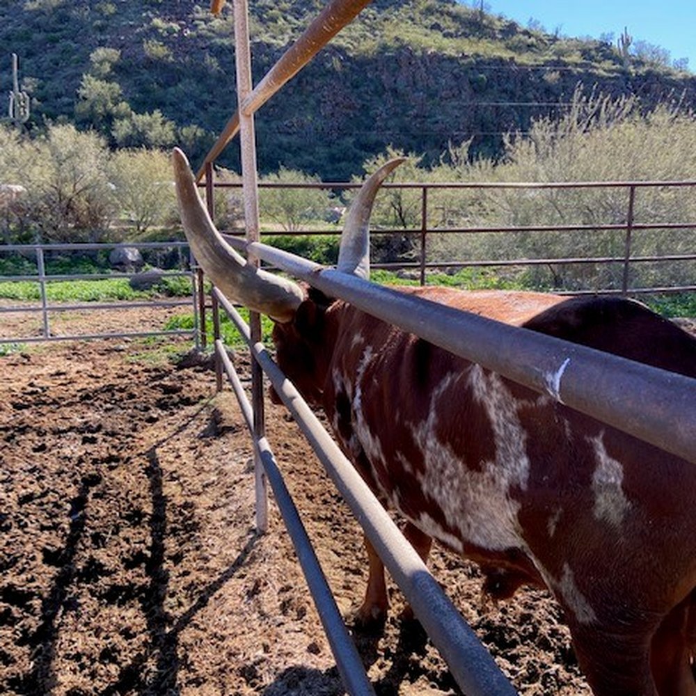 Western Destinations - This Bull was just hanging around. - Venues & Event Spaces Near Me - Phoenix, Arizona