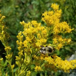 Bush Lake Park - Bumble bee