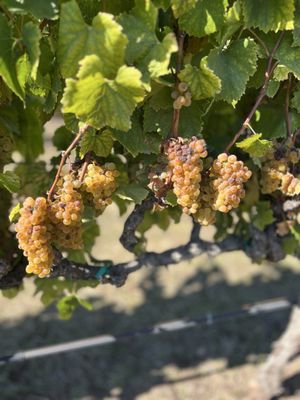 Sangiacomo Vineyards by null